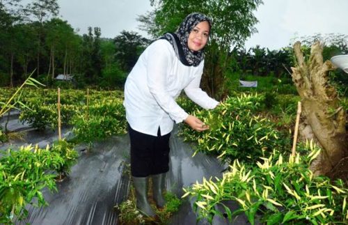 Bupati Bima Petik Perdana Cabai Budidaya Pola Tanam Polikultura Babuju Mandiri - Kabar Harian Bima