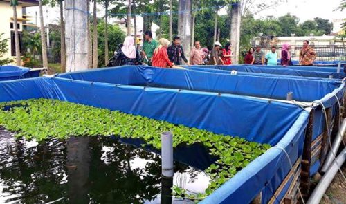 DKP NTB Kunjungi Lokasi Budidaya Lele dan Nila Babuju Mandiri - Kabar Harian Bima