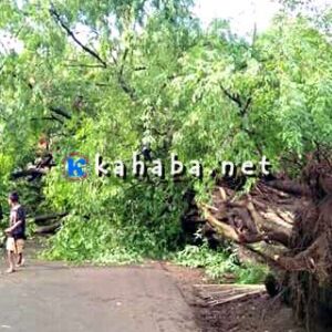 Pohon Besar Tumbang Hadang Jalan Lintas Nggembe Darussalam - Kabar Harian Bima