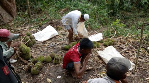 Ayok ke Parado, Makan Durian Lentu - Kabar Harian Bima