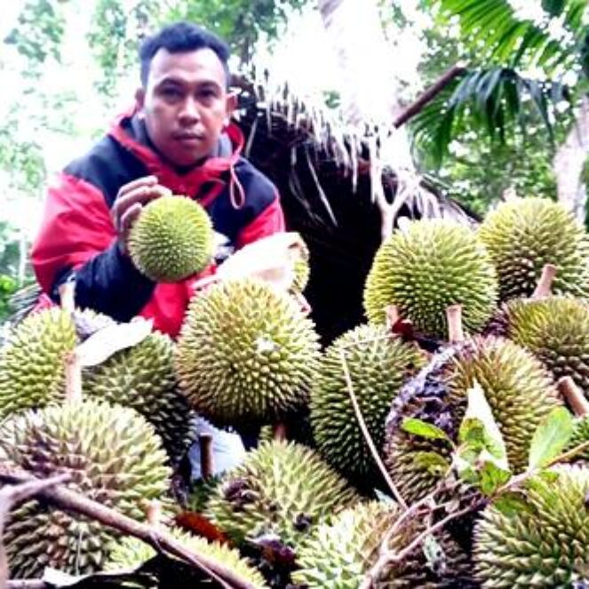 Ayok ke Parado, Makan Durian Lentu