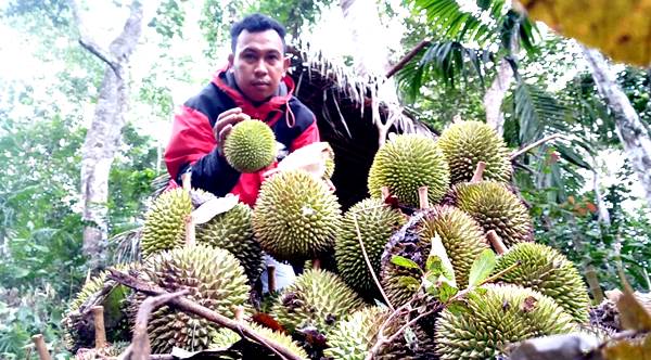 Ayok ke Parado, Makan Durian Lentu - Kabar Harian Bima