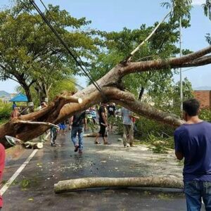 Angin Puting Beliung, Pohon Tumbang, 5 Rumah Di Talabiu Rusak - Kabar Harian Bima