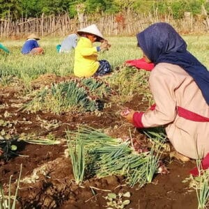 Harga Bawang Merah Anjlok, Petani Banyak Merugi - Kabar Harian Bima