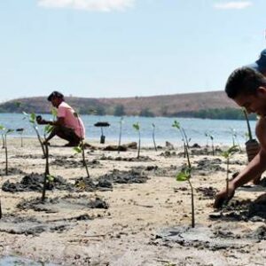 Desa Mbuju Bangun Pondasi Ekowisata, Ratusan Bibit Mangrove Ditanam