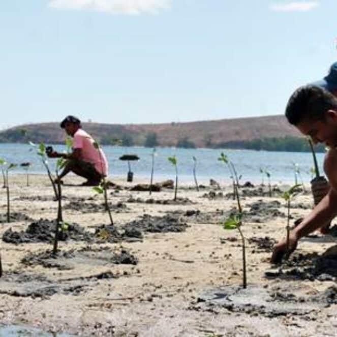 Desa Mbuju Bangun Pondasi Ekowisata, Ratusan Bibit Mangrove Ditanam