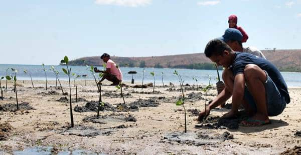 Desa Mbuju Bangun Pondasi Ekowisata, Ratusan Bibit Mangrove Ditanam - Kabar Harian Bima