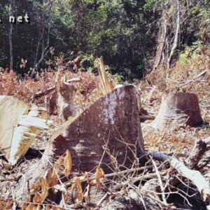 Kerusakan Hutan Di Dompu Makin Kritis, Pemda Diduga Tutup Mata - Kabar Harian Bima