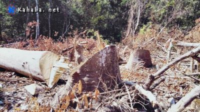 Kerusakan Hutan di Dompu Makin Kritis, Pemda Diduga Tutup Mata - Kabar Harian Bima