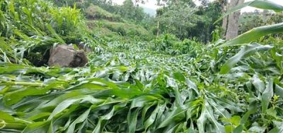 Angin Kencang dan Hujan Lebat, Puluhan Hektar Jagung di Donggo Rata Rusak - Kabar Harian Bima