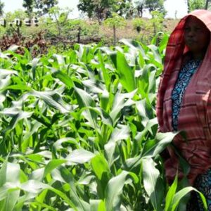 Awalnya Diragukan, Benih Jagung Bantuan Pemerintah Tumbuh Dengan Baik