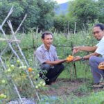Panen Tomat di Ujung Desa, Potensi Yang Dipandang Sebelah Mata - Kabar Harian Bima