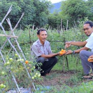 Panen Tomat di Ujung Desa, Potensi Yang Dipandang Sebelah Mata