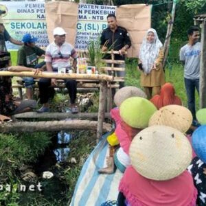 Poktan Madabure Ikut Sekolah Lapangan Untuk Tingkatkan Hasil Pertanian