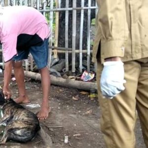57 Warga Kabupaten Bima Digigit Anjing, 5 Positif Rabies