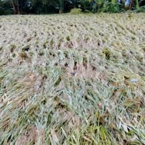 Intensitas Hujan Tinggi, Banyak Padi Rata Dengan Tanah