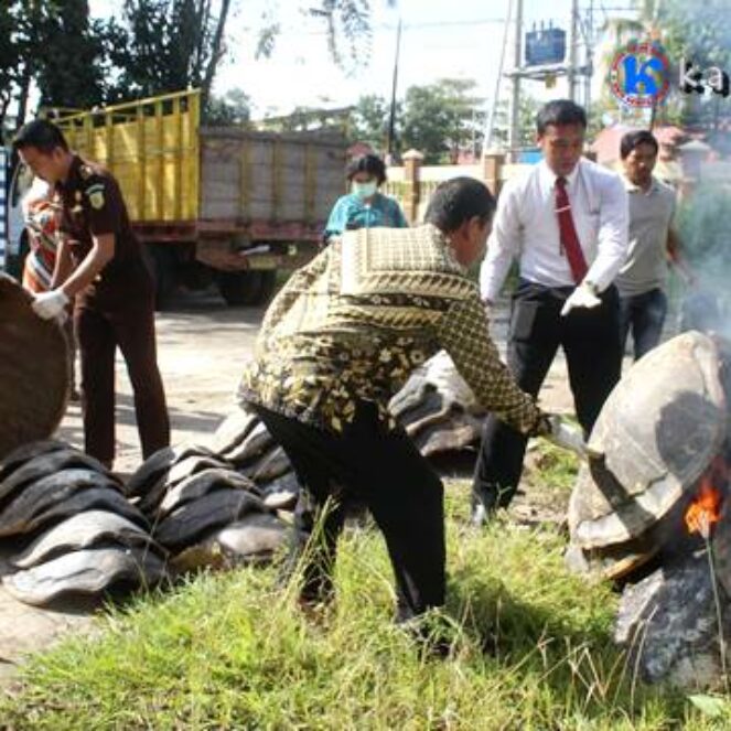 Polres Bima Kota Musnahkan Puluhan Cangkang Penyu