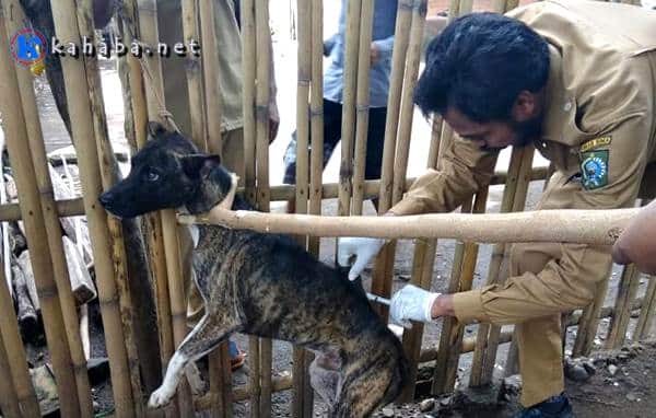 Antisipasi Rabies, UPT Peternakan Bolo Buru Anjing Untuk Divaksinasi - Kabar Harian Bima