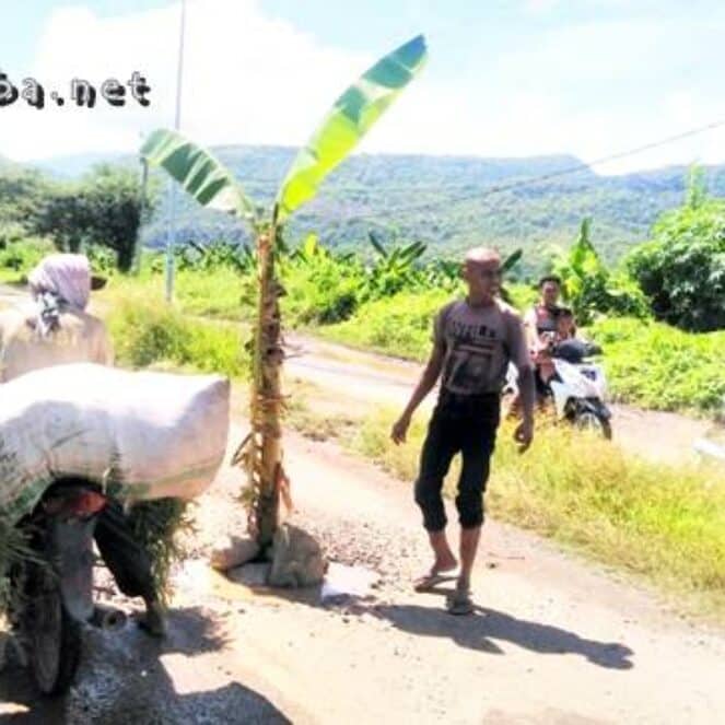Jalan Talabiu – Dore Rusak dan Sering Dilalui Pejabat, Tukang Ojek Kecewa Tanam Pohon Pisang