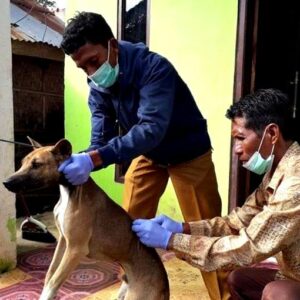 Cegah Wabah Rabies, UPP Donggo Vaksinasi