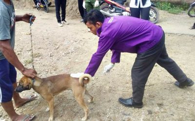 Anjing Rabies Gigit Warga Tonda, UPT Peternakan Madapangga Vaksinasi  - Kabar Harian Bima