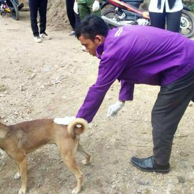 Anjing Rabies Gigit Warga Tonda, UPT Peternakan Madapangga Vaksinasi 