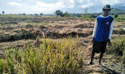 Hasil Lebih Menjanjikan, Petani di Rasabou Ramai Tanam Semangka - Kabar Harian Bima