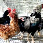 Program KRPL Lestari, Kelompok Dapat Bantuan Ayam KUB - Kabar Harian Bima