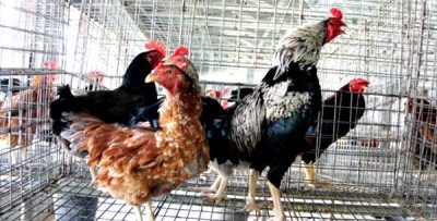Program KRPL Lestari, Kelompok Dapat Bantuan Ayam KUB - Kabar Harian Bima