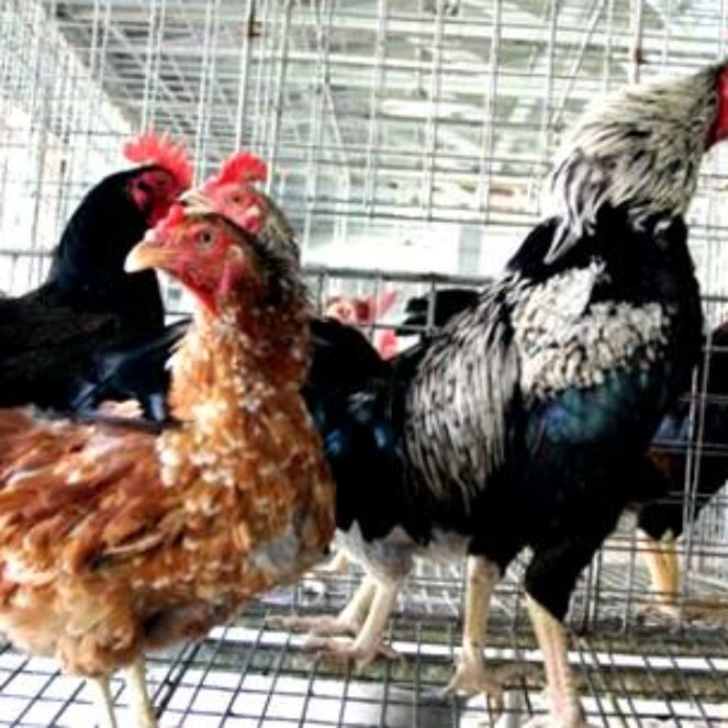 Program KRPL Lestari, Kelompok Dapat Bantuan Ayam KUB