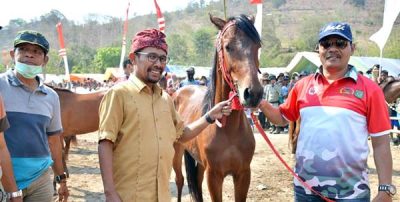 725 Peserta Ikut Pacuan Kuda Sambinae, Walikota Bima Lepas Secara Resmi - Kabar Harian Bima