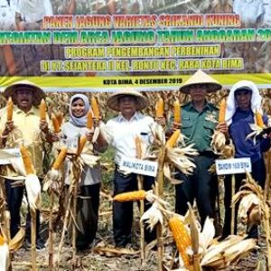 Dinas Pertanian Panen Jagung Srikandi Kuning di Kelurahan Rontu