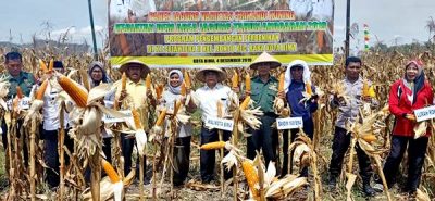 Dinas Pertanian Panen Jagung Srikandi Kuning Di Kelurahan Rontu - Kabar Harian Bima