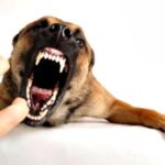 3 Warga Desa Sampungu Diserang Anjing Rabies - Kabar Harian Bima