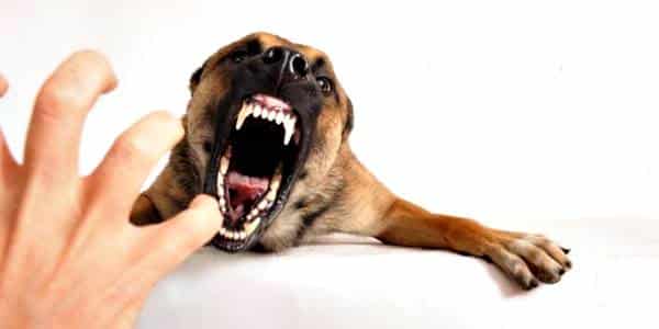 Diserang Anjing Rabies, 3 Warga Lewirato Terluka - Kabar Harian Bima
