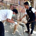 Cegah Rabies, Dinas Pertanian Vaksin 3.197 Anjing Kucing dan Kera - Kabar Harian Bima