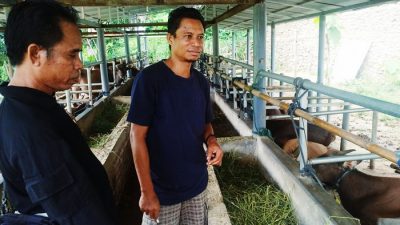 Syahbuddin, Wakil Rakyat yang Memotivasi Warga Beternak Sapi - Kabar Harian Bima