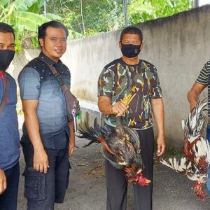 Digrebek, Penjudi Sabung Ayam Kabur Ke Gunung - Kabar Harian Bima