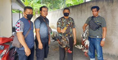 Digrebek, Penjudi Sabung Ayam Kabur ke Gunung - Kabar Harian Bima