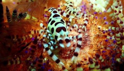 Keindahan Bawah Laut Teluk Bima, Banyak Binatang Makro Incaran Penyelam Dunia - Kabar Harian Bima