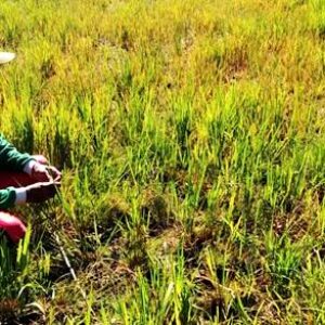 Puluhan Hektar Tanaman Padi Rusak Karena Kemarau - Kabar Harian Bima