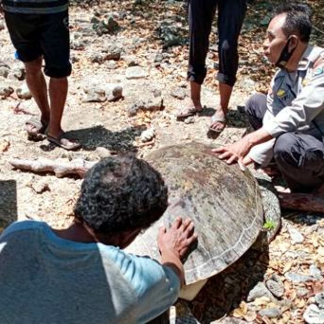 Penyu Langka Terdampar di Pesisir Laut Desa Sai Soromandi