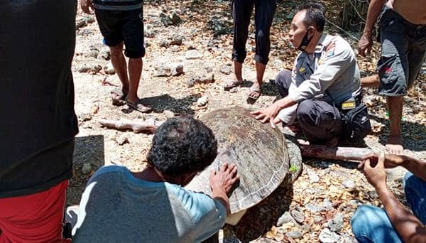 Penyu Langka Terdampar di Pesisir Laut Desa Sai Soromandi - Kabar Harian Bima