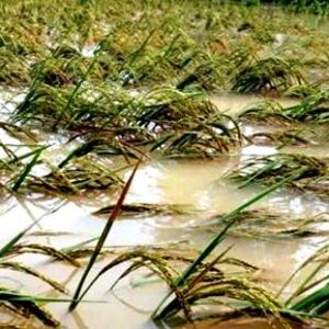 Terdampak Banjir, 9 Hektar Sawah di Kota Bima Gagal Panen - Kabar Harian Bima