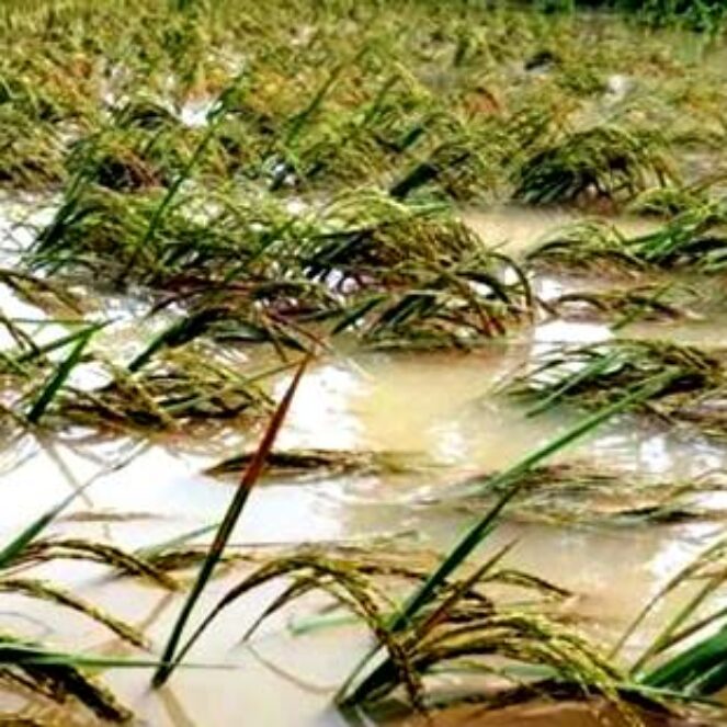 Terdampak Banjir, 9 Hektar Sawah di Kota Bima Gagal Panen