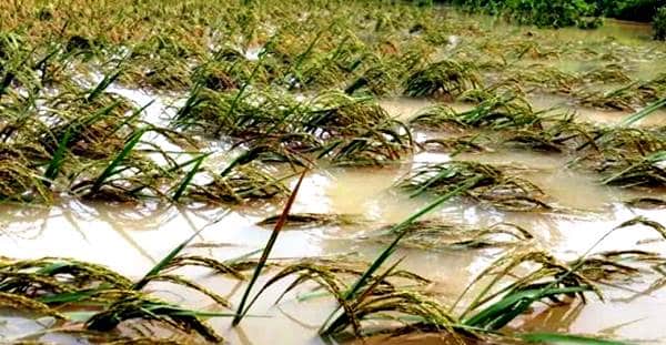 Terdampak Banjir, 9 Hektar Sawah di Kota Bima Gagal Panen - Kabar Harian Bima