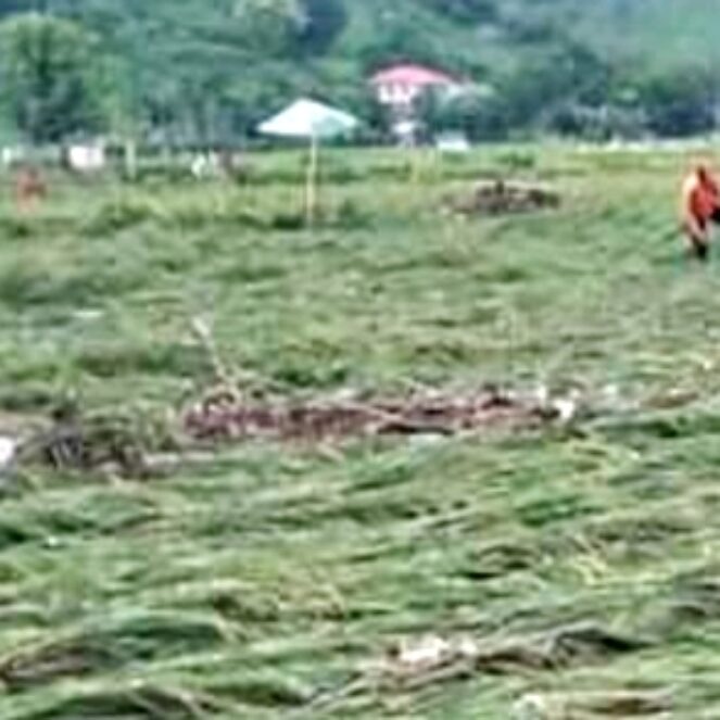 16 Hektar Lahan Pertanian di Kota Bima Terdampak Banjir