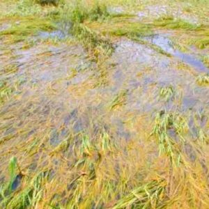 Puluhan Hektar Lahan Pertanian di Kota Bima Rusak Berat Akibat Banjir - Kabar Harian Bima