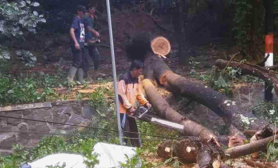 Personil Damkar dan BPBD Bersihkan Pohon Tumbang - Kabar Harian Bima