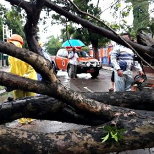 Hujan dan Angin Kencang, Banyak Pohon Tumbang di Kota Bima